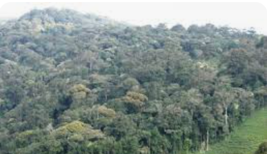 Burundi: ishyamba rya Kibira niryo riri gutorezwamo FDLR