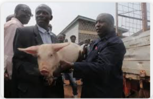 Uvira: Ingurube za Perezida Ndayishimiye zitumye abantu bapfa