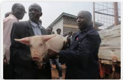 Uvira: Ingurube za Perezida Ndayishimiye zitumye abantu bapfa